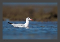 _MG_2500-Slender-Billed-Gull.jpg