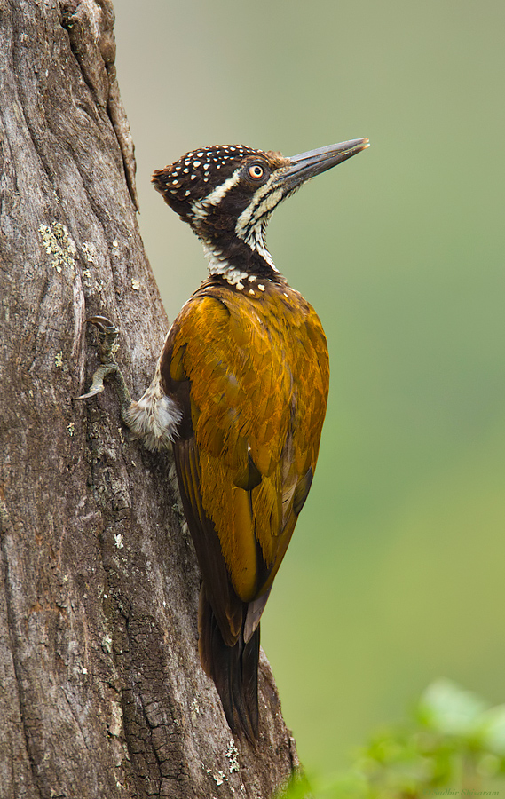 _MG_8865-Greater-Flameback.jpg