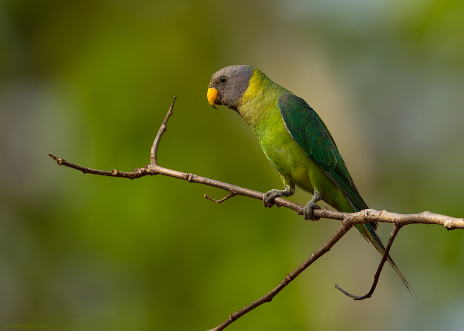 _67G9343-Plum-Headed-Parakeet.jpg