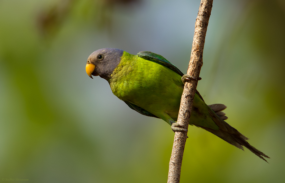 _67G9365-Plum-Headed-Parakeet.jpg