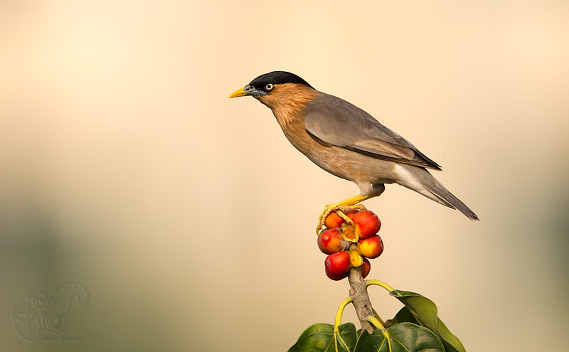 _67G3669-Brahminy-Starling.jpg