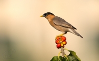 _67G3669-Brahminy-Starling.jpg