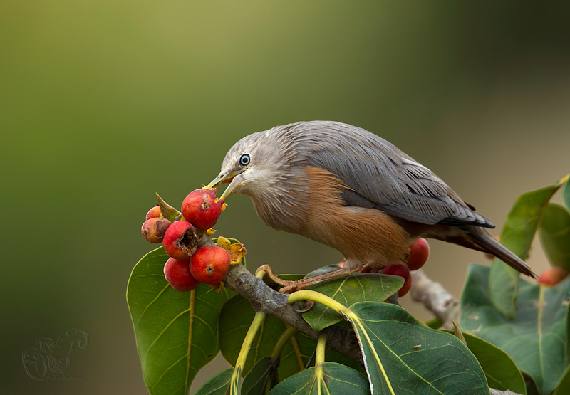 _67G4256-Chestnut-Tailed-Starling.jpg