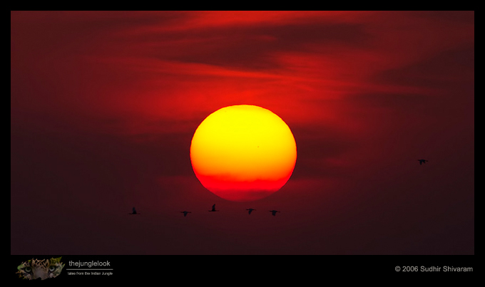 CRW_2928_Birds_sunset.jpg