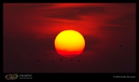 CRW_2928_Birds_sunset.jpg