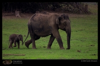 CRW_7198_Elephant.jpg
