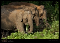 MG_0564_Elephant.jpg
