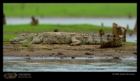 MG_1453_Crocodile.jpg