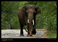 MG_2246_Elephant.jpg