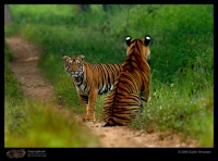 MG_5947_Tiger.jpg