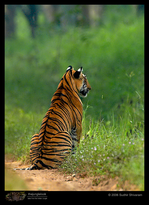 MG_5940_Tiger_Male.jpg