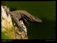 _MG_6413-Monitor-Lizard.jpg