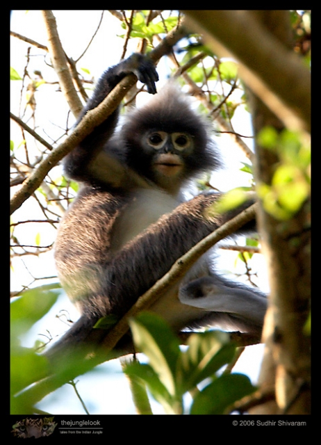 _MG_7209-Phayres-Leaf-Monkey.jpg