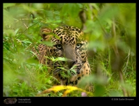 CRW_8761-Leopard.jpg