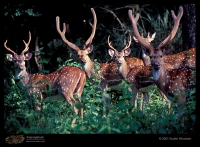 Deer-Herd.jpg