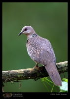 CRW_2394-Spotted-Dove.jpg