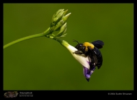 CRW_8390-Bee.jpg