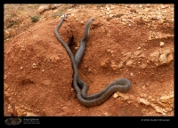CRW_4750-Rat-Snake.jpg