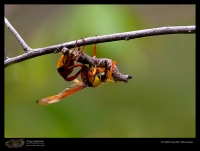 CRW_8121-Wasp.jpg