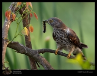 _MG_0402-Common-Hawk-Cuckoo.jpg