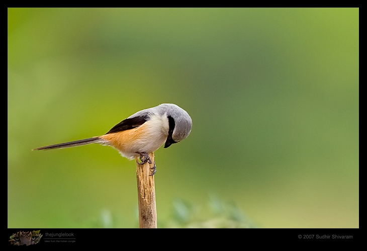 _MG_1608-Long-Tailed-Shrike.jpg
