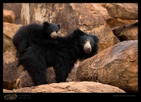 _MG_3044-Sloth-Bear-And-Cub.jpg