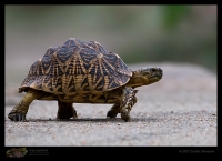 _MG_3408-Indian-Star-Tortoise.jpg