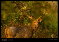 _MG_6266-Sambar-Deer.jpg