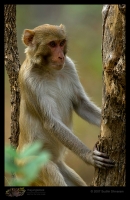 _MG_6594-Rhesus-Macaque.jpg