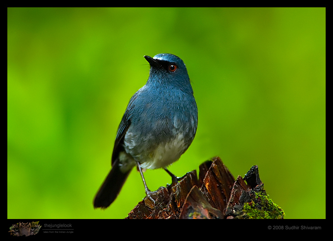 _MG_2528-White-Bellied-Shortwing.jpg
