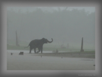 _MG_1459-Elephant.jpg