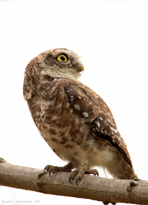 _MG_6033-Spotted-Owlet.jpg