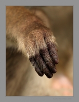 IMG_0017-Bonnet-Macaque-Hand.jpg