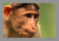 IMG_0013-Bonnet-Macaque.jpg