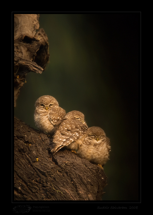 _MG_4677-Spotted-Owlet.jpg