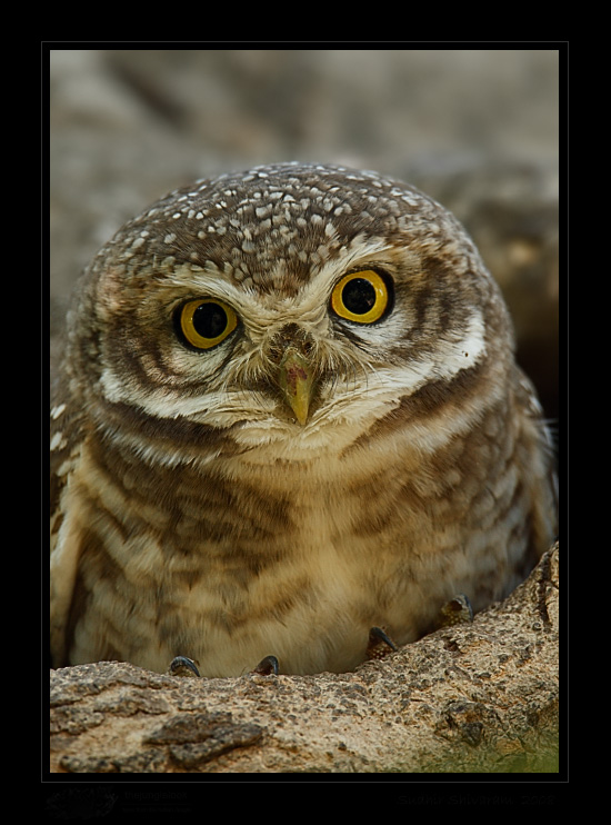 _MG_9628-Spotted-Owlet.jpg