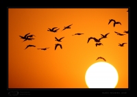 _MG_3118-Birds-at-Sunset.jpg