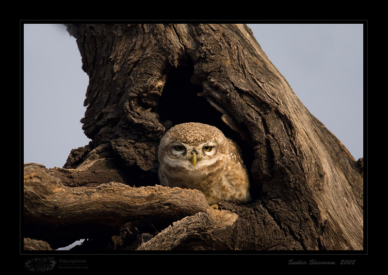 _MG_3971-Spotted-Owlet.jpg