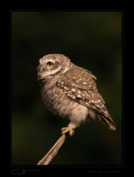 _MG_4844-Spotted-Owlet.jpg