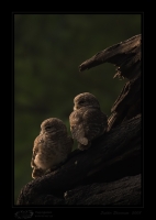 _MG_4725-Spotted-owlet.jpg