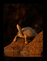 _MG_0422-Turtle.jpg