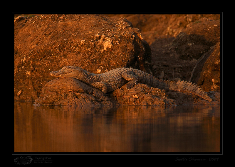 _MG_0451-Marsh-Crocodile.jpg