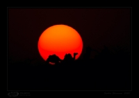 _MG_0644-Camels-Sunset.jpg