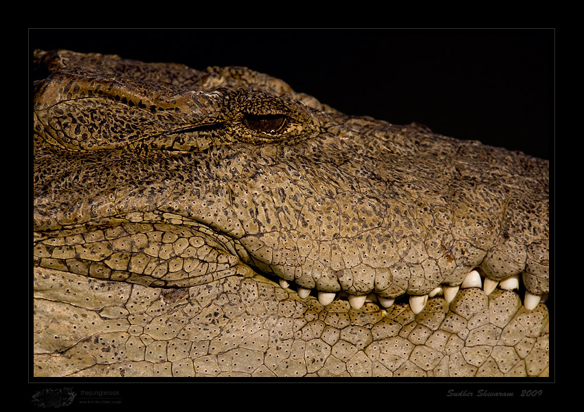 _MG_1751-Crocodile.jpg