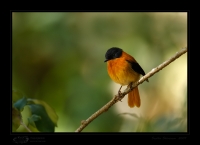_MG_1884-Black-and-Orange-Flycatcher.jpg