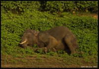 _MG_1095-Elephant-Sleeping.jpg