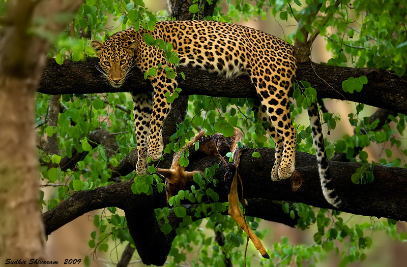 _MG_3320-Leopard-with-Deer-kill.jpg