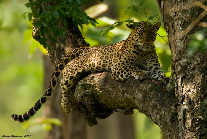 _MG_3901-Leopard.jpg