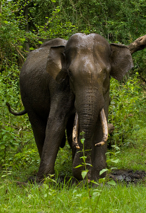 _MG_7127-Asian-Elephant.jpg