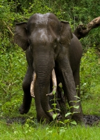 _MG_7220-Asian-Elephant.jpg